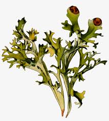 Attēlu rezultāti vaicājumam “Cetraria islandica”