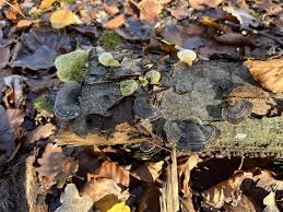 Attēlu rezultāti vaicājumam “Trametes hirsuta”