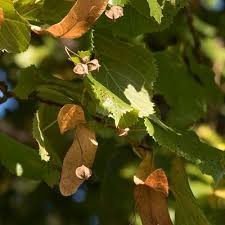 Attēlu rezultāti vaicājumam “Tilia platyphyllos subsp. cordifolia”