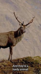 Attēlu rezultāti vaicājumam “Chlorochroa juniperina”