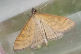 Attēlu rezultāti vaicājumam “Mecyna flavalis”