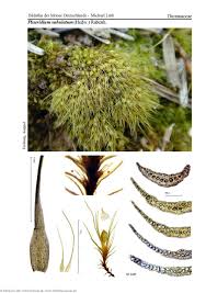 Attēlu rezultāti vaicājumam “Pleuridium subulatum”