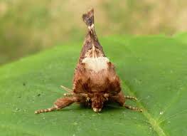 Attēlu rezultāti vaicājumam “Ptilodon capucina imago”