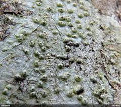 Attēlu rezultāti vaicājumam “Pertusaria leioplaca”