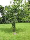 Korean War Memorial - Oak Tree. Located in 'The Prospect' public garden. - via Daymix