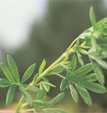Attēlu rezultāti vaicājumam “Pentaphylloides fruticosa leaf”