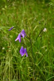 Attēlu rezultāti vaicājumam “Campanula patula flower”