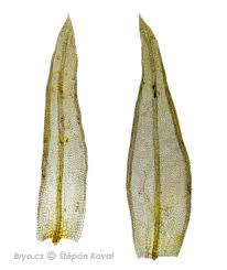 Attēlu rezultāti vaicājumam “Orthotrichum pumilum”