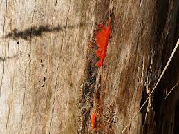 Attēlu rezultāti vaicājumam “Tubifera montana spores”