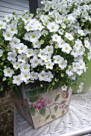 Attēlu rezultāti vaicājumam “Arenaria procera flower”