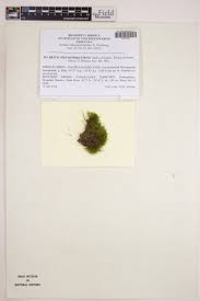 Attēlu rezultāti vaicājumam “Calliergon megalophyllum”