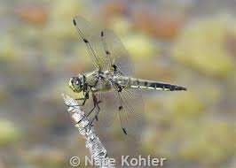 Attēlu rezultāti vaicājumam “Libellula quadrimaculata”