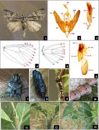 Attēlu rezultāti vaicājumam “Acronicta rumicis larva”
