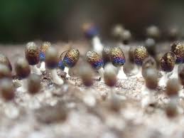 Attēlu rezultāti vaicājumam “Diachea leucopodia young”