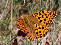 Attēlu rezultāti vaicājumam “Argynnis adippe male”