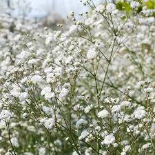 Attēlu rezultāti vaicājumam “Gypsophila paniculata”