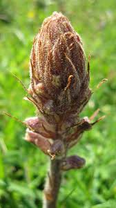 Attēlu rezultāti vaicājumam “Orobanche coerulescens bud”