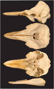 Image result for Leucopleurus acutus