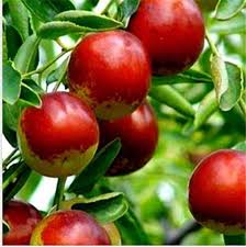 Attēlu rezultāti vaicājumam “Galium odoratum fruit”