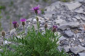 Attēlu rezultāti vaicājumam “Centaurea scabiosa flower”