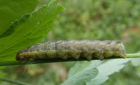 Attēlu rezultāti vaicājumam “Mamestra brassicae”