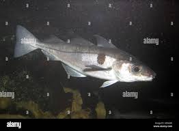 Image result for Melanogrammus aeglefinus