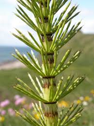 Attēlu rezultāti vaicājumam “Equisetum telmateia”