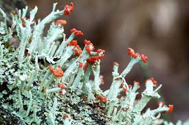 Attēlu rezultāti vaicājumam “Cladonia”