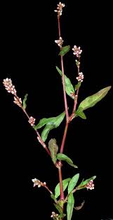Attēlu rezultāti vaicājumam “Persicaria maculosa leaf”