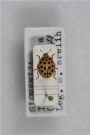 Attēlu rezultāti vaicājumam “Psyllobora vigintiduopunctata”