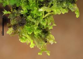 Attēlu rezultāti vaicājumam “Metzgeria violacea”