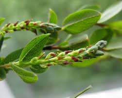 Attēlu rezultāti vaicājumam “Salix repens subsp. rosmarinifolia”