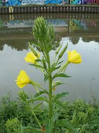 Image result for Nachtkerze