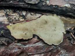 Attēlu rezultāti vaicājumam “Gloeoporus taxicola”