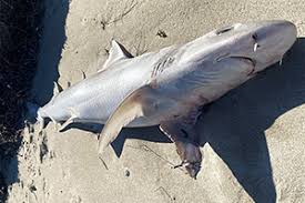 Image result for Furgaleus macki