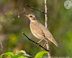 Image result for Turdus naumanni