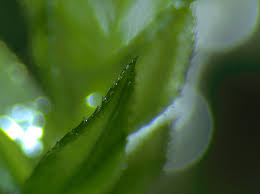 Attēlu rezultāti vaicājumam “Mnium hornum sporophyte”