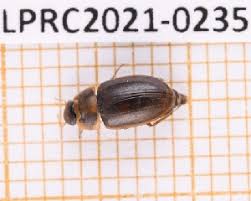 Attēlu rezultāti vaicājumam “Enochrus affinis”