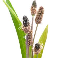Attēlu rezultāti vaicājumam “Plantago lanceolata fruit”