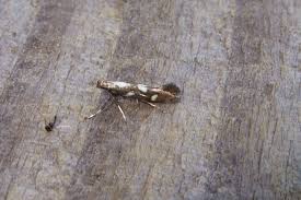 Attēlu rezultāti vaicājumam “Calybites phasianipennella”