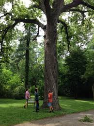 Attēlu rezultāti vaicājumam “Juglans nigra”