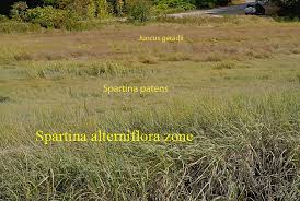 Attēlu rezultāti vaicājumam “Juncus gerardii fruit”