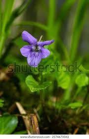 Attēlu rezultāti vaicājumam “Viola hirta”