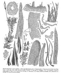 Attēlu rezultāti vaicājumam “Didymodon tophaceus”