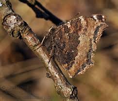 Attēlu rezultāti vaicājumam “Nymphalis xanthomelas”