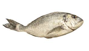 Image result for Sparus aurata