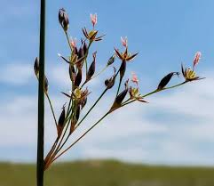 Attēlu rezultāti vaicājumam “Juncus balticus”