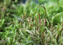 Attēlu rezultāti vaicājumam “Neckera pennata sporophyte”