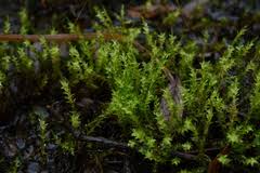 Attēlu rezultāti vaicājumam “Calliergon cordifolium”