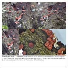 Attēlu rezultāti vaicājumam “Craterocolla cerasi”